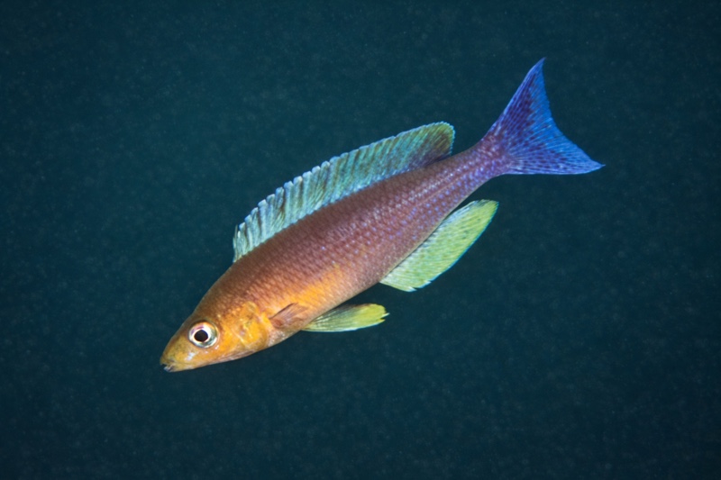 Cyprichromis sp. 'dwarf jumbo' Jakobsen's Beach